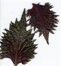 Perilla frutescens